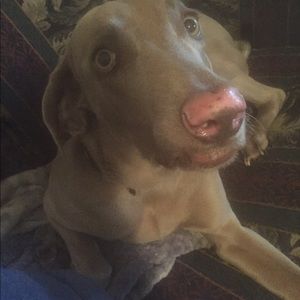 Meet your Posher, Lee